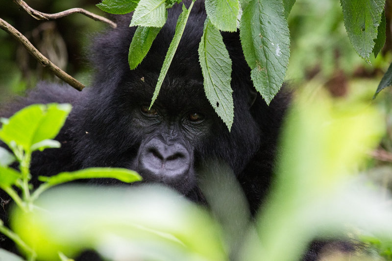 GORILLA035.jpg