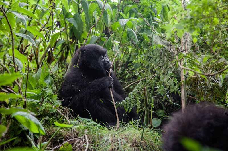 GORILLA038.jpg
