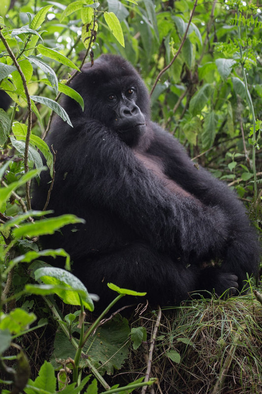 GORILLA040.jpg