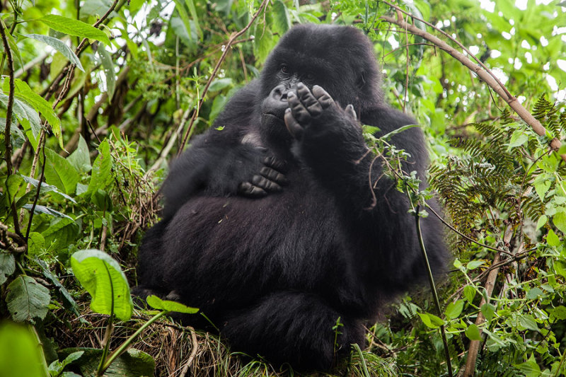 GORILLA047.jpg