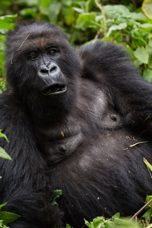 GORILLA056.jpg