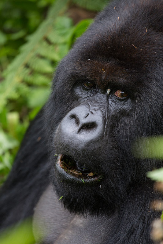 GORILLA062.jpg