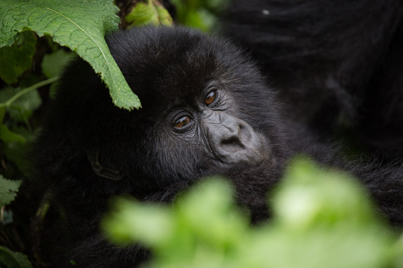 GORILLA064.jpg