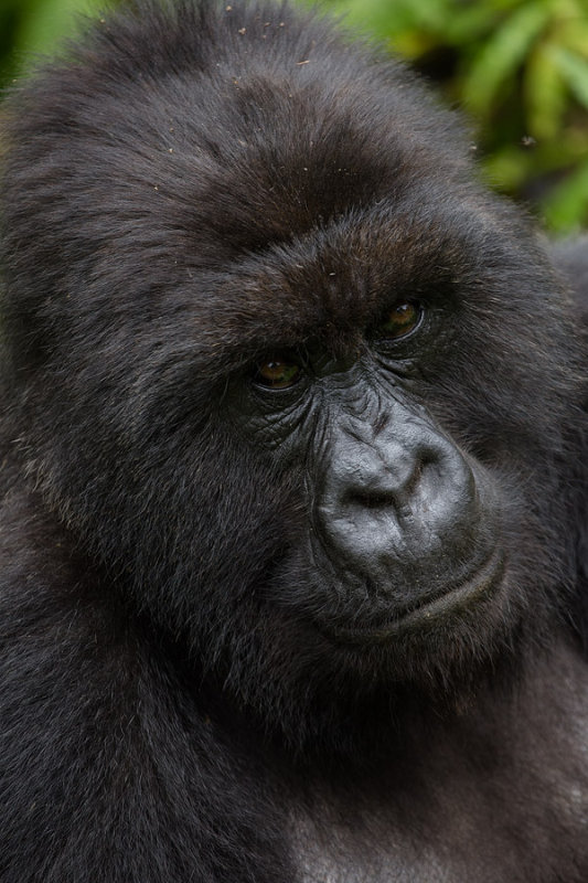 GORILLA066.jpg