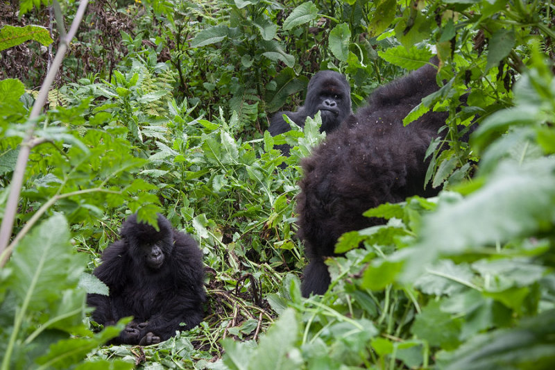 GORILLA073.jpg