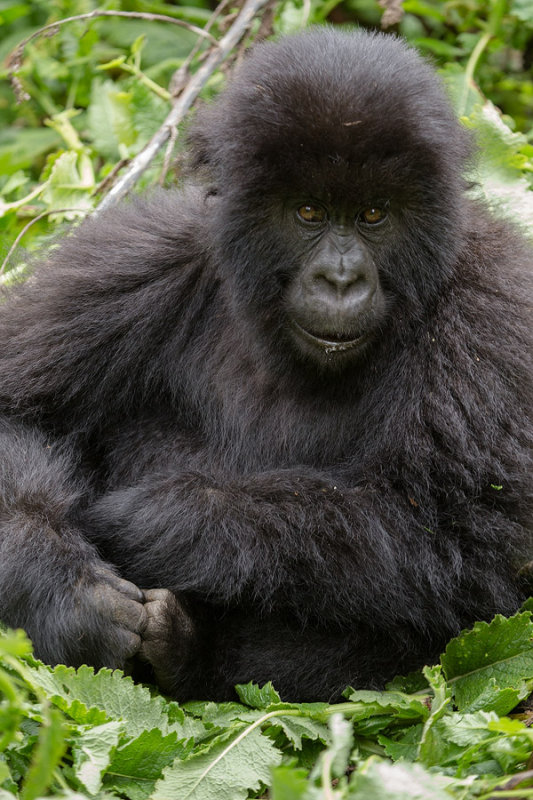GORILLA076.jpg