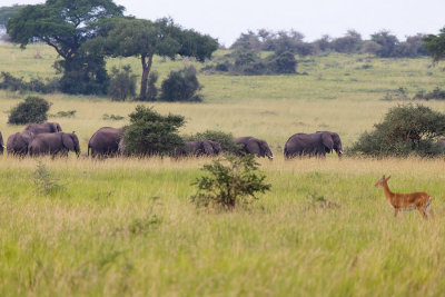SAFARI134.jpg