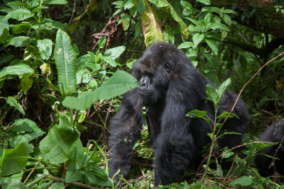 GORILLA008.jpg