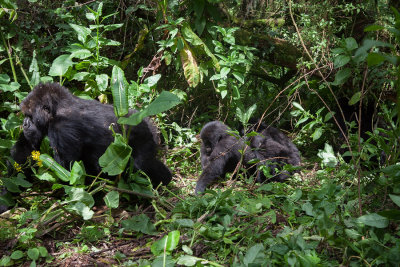 GORILLA009.jpg