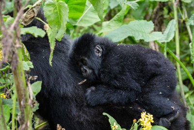 GORILLA010.jpg