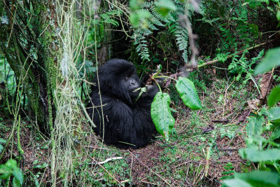 GORILLA011.jpg