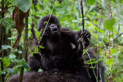 GORILLA014.jpg
