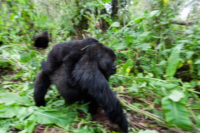GORILLA015.jpg