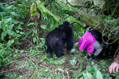 GORILLA016.jpg