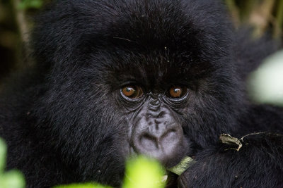 GORILLA018.jpg