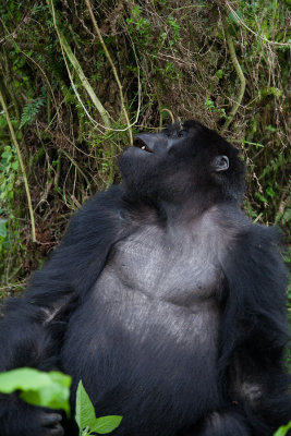 GORILLA020.jpg