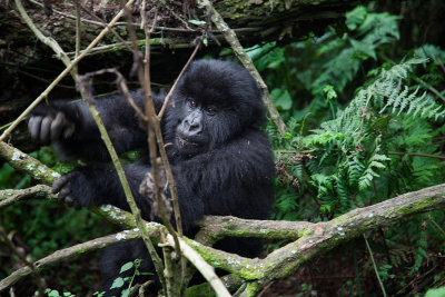 GORILLA022.jpg