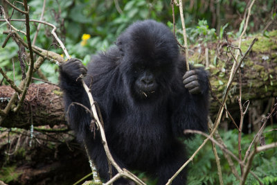 GORILLA023.jpg