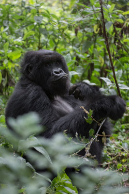 GORILLA024.jpg