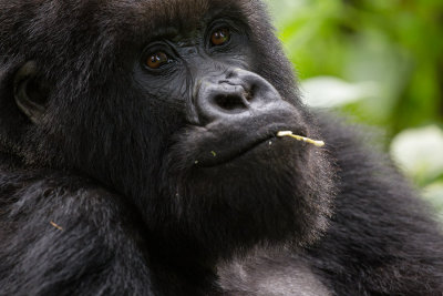 GORILLA025.jpg
