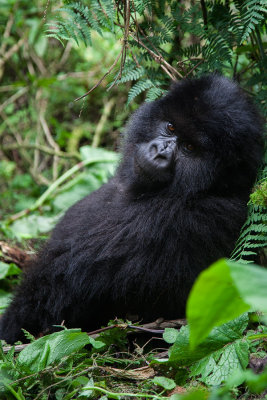 GORILLA026.jpg