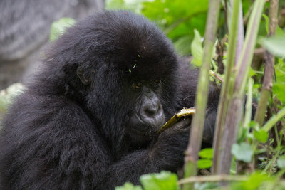 GORILLA027.jpg