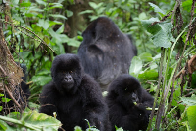 GORILLA029.jpg