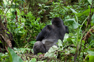 GORILLA030.jpg
