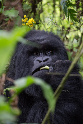 GORILLA031.jpg
