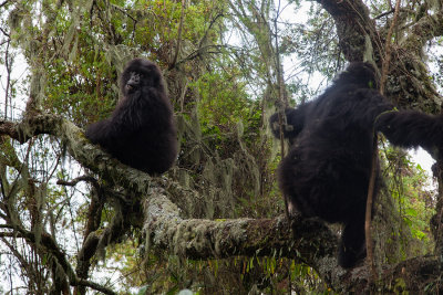 GORILLA033.jpg