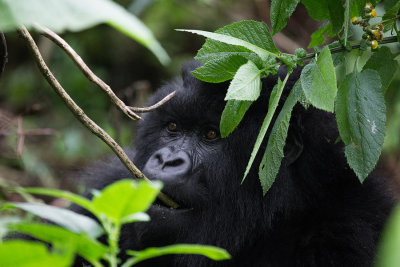 GORILLA034.jpg