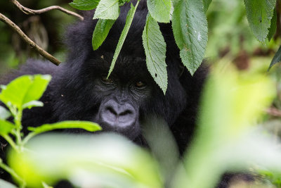 GORILLA035.jpg