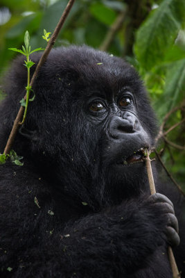 GORILLA036.jpg