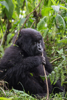 GORILLA037.jpg