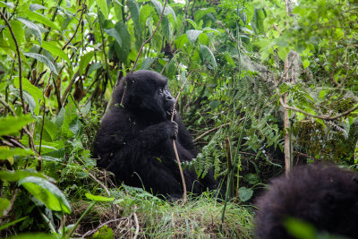 GORILLA038.jpg