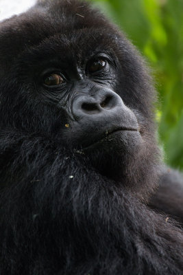 GORILLA039.jpg