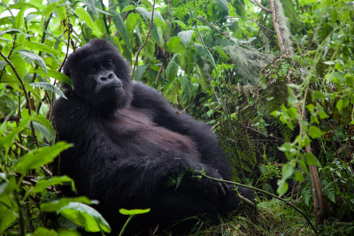 GORILLA041.jpg