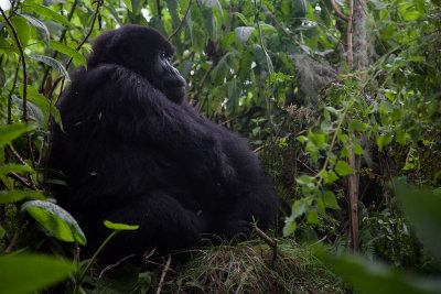GORILLA042.jpg