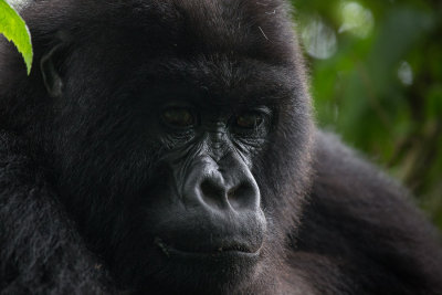 GORILLA043.jpg