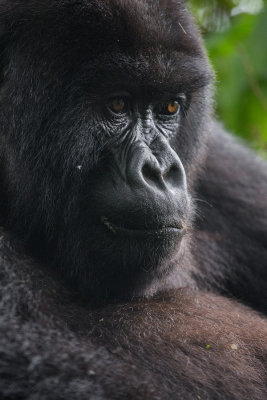 GORILLA044.jpg