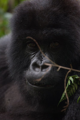 GORILLA045.jpg