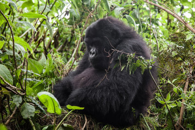 GORILLA046.jpg