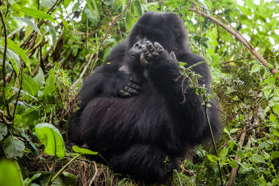 GORILLA047.jpg