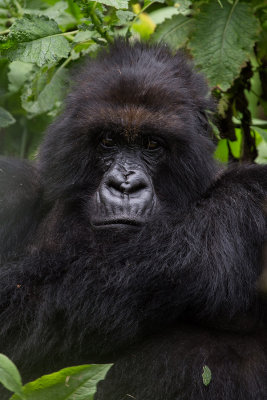 GORILLA048.jpg