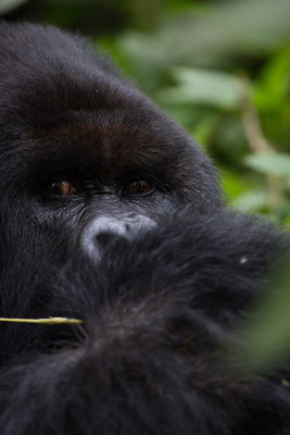 GORILLA049.jpg