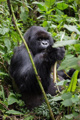 GORILLA050.jpg