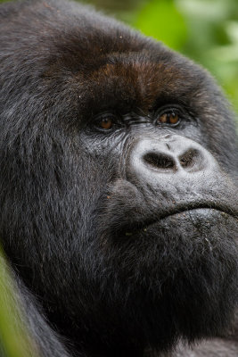 GORILLA051.jpg