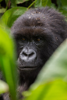 GORILLA052.jpg