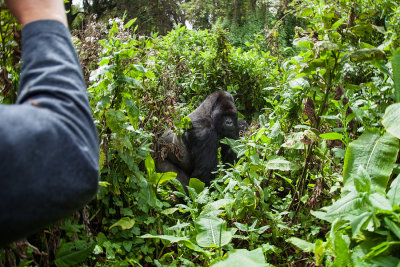 GORILLA053.jpg
