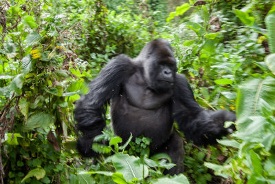 GORILLA054.jpg